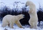 ours blanc