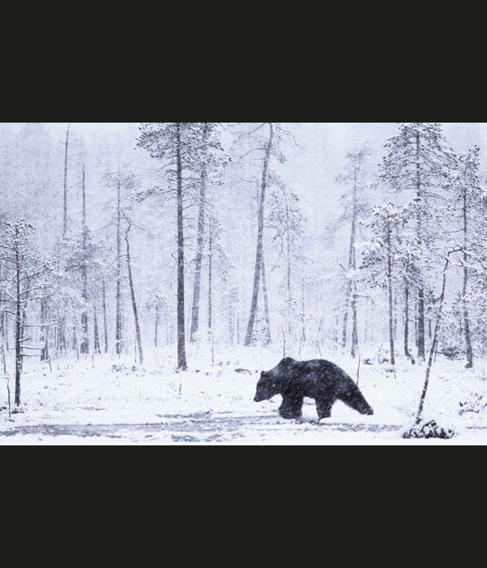 La qu&ecirc;te de l'ours