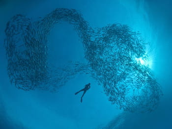 Le Festival mondial de l'image sous-marine 2012