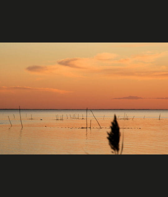 La Camargue, sauvage et pr&eacute;serv&eacute;e