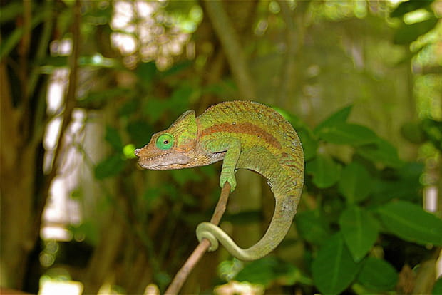 Agrippé à sa branche