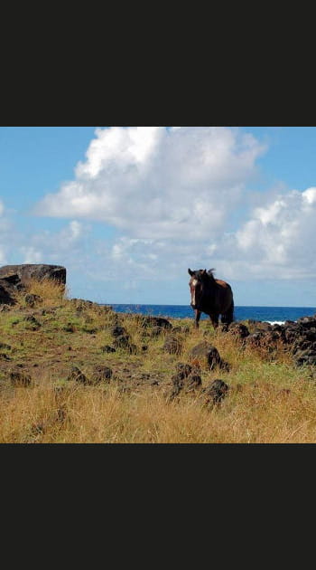 Comment d&eacute;couvrir l'&icirc;le&nbsp;?