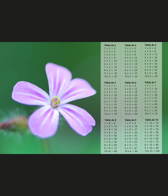 Geranium robertianum