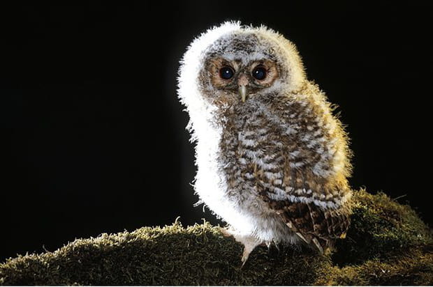 Une faune diversifiée