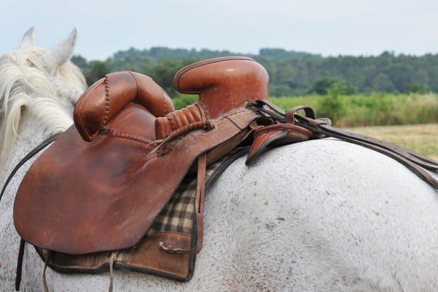 Selle de tradition