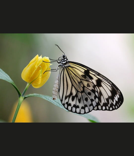 L'&eacute;l&eacute;gance du papillon