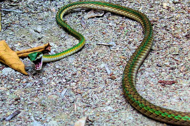 Sueur froide dans la jungle du Brésil