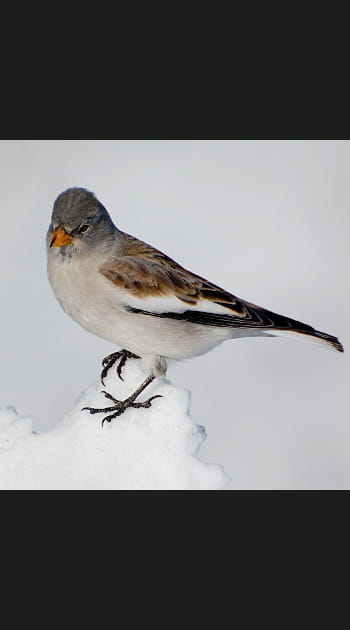 La niverolle alpine