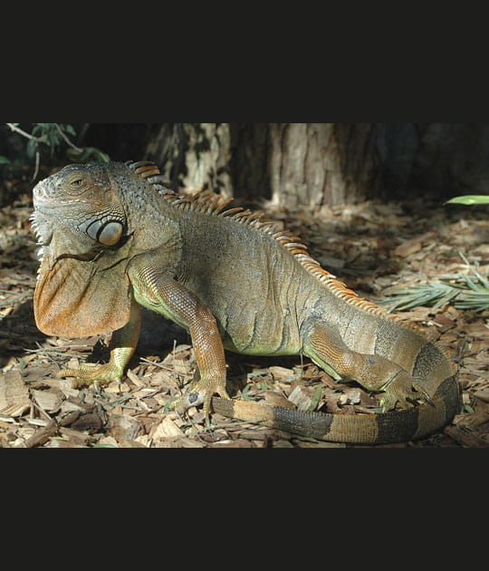 Un habitant venu du fond de&nbsp;l'histoire