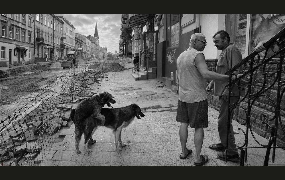 Les deux chiens
