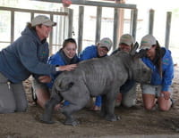 Au coeur du zoo : Tampa : Un rhino dans la ville