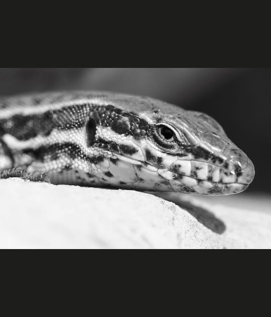Le petit dragon
