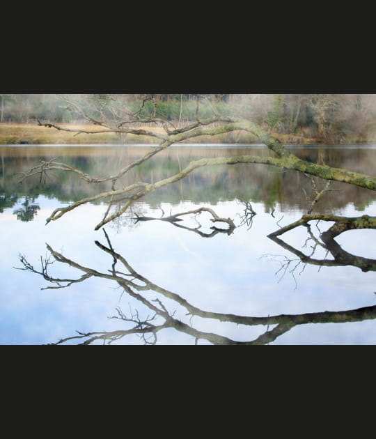 Volutes de brouillard sur l'Etang Noir