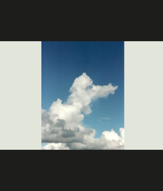 Caniche&nbsp;?