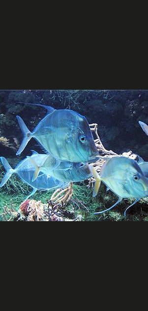 Comment certains poissons font-ils pour &ecirc;tre &eacute;lectriques&nbsp;?