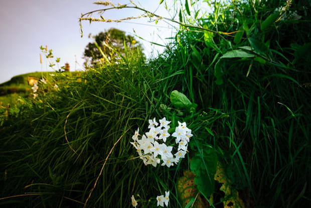 Hobbiton dans Bilbo le Hobbit
