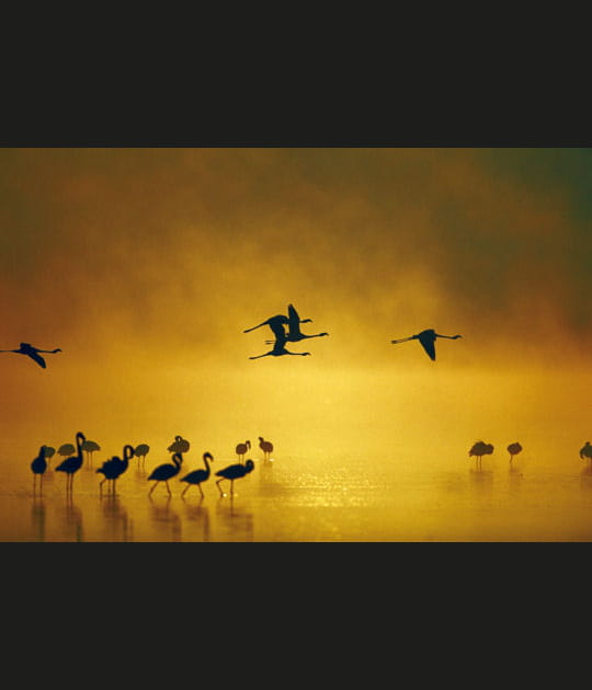 La silhouette du flamant