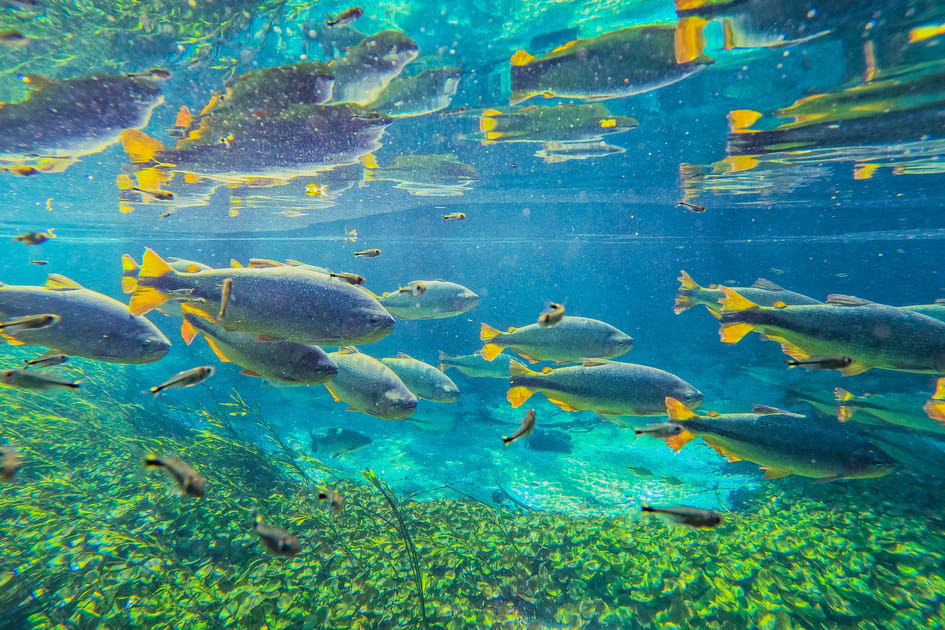 &quot;Rio da Prata&quot;, une p&eacute;pite de l'&eacute;cotourisme