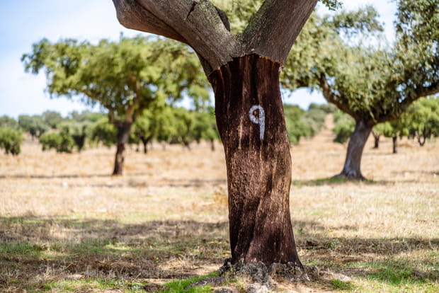 L'Algarve secrète : Serra do Caldeirao