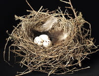 Animal Homes : Le nid