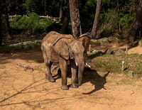 Une saison au zoo