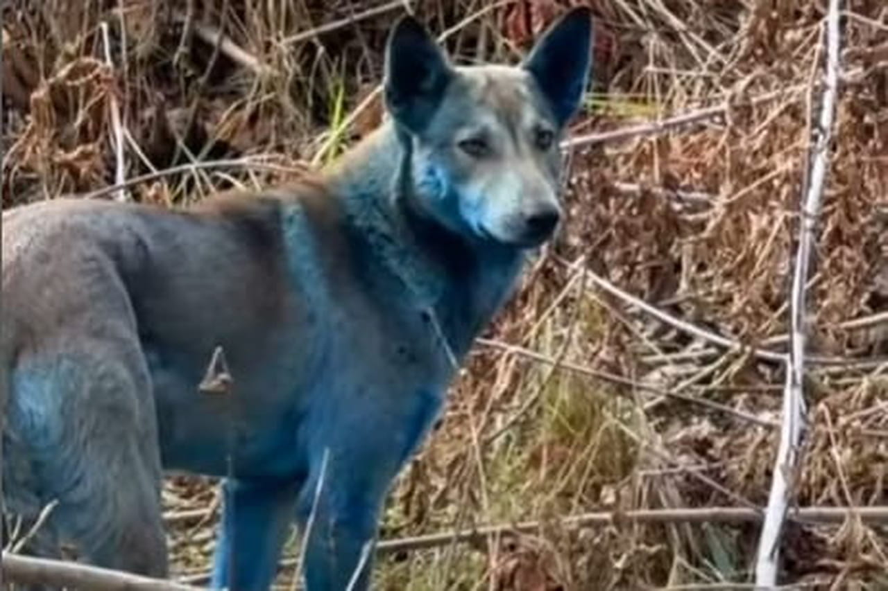 A Tchernobyl, des chiens sont devenus bleus de maniÃ¨re mystÃ©rieuse