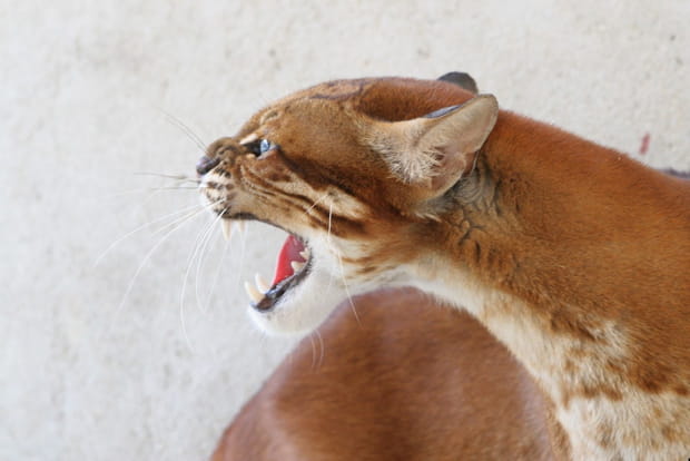 Ke Bang National Park au Viet Nam