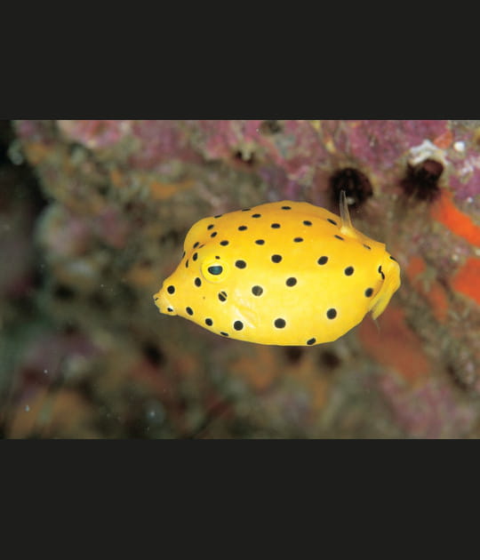 700&nbsp;esp&egrave;ces de poissons