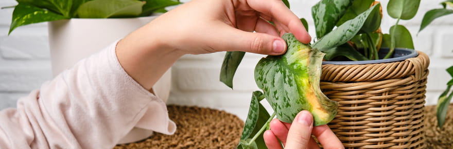 L'arrosage ne suffit pas&nbsp;: Il y a une chose dont vos plantes d'int&eacute;rieur ont absolument besoin cet automne