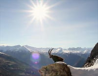 Ibex, dans les pas du bouquetin