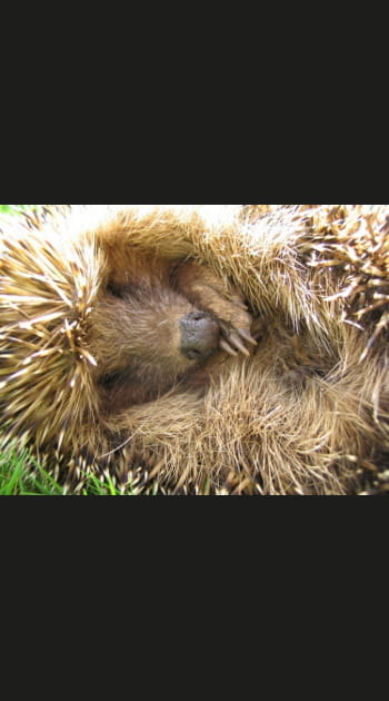 Le h&eacute;risson ne manque pas de piquant