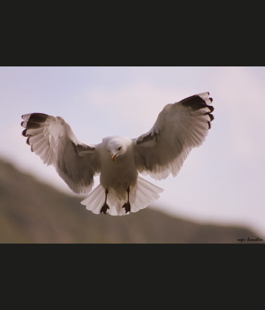 L'oiseau majestueux