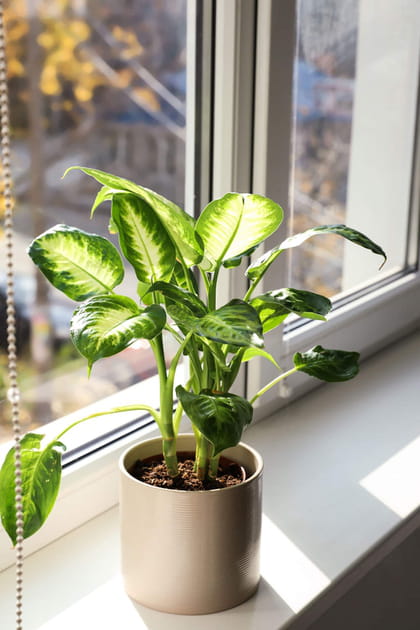 Les plantes attirent la poussi&egrave;re