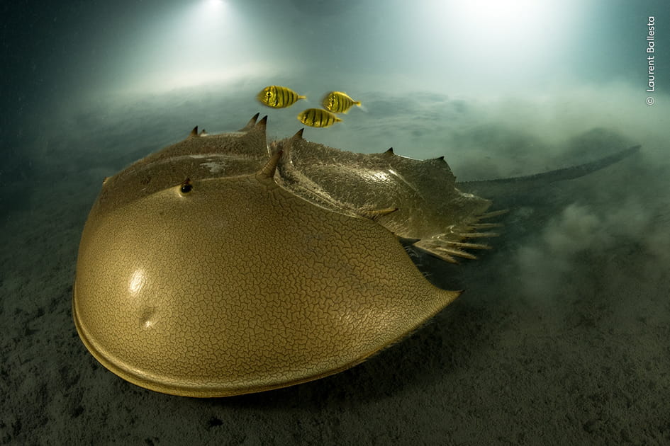 Grand prix Wildlife Photographer of the Year&nbsp;: The ancient mariner par Laurent Ballesta, France