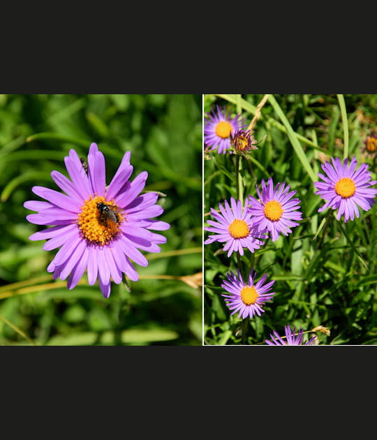 L'aster des Alpes, grosse marguerite violette