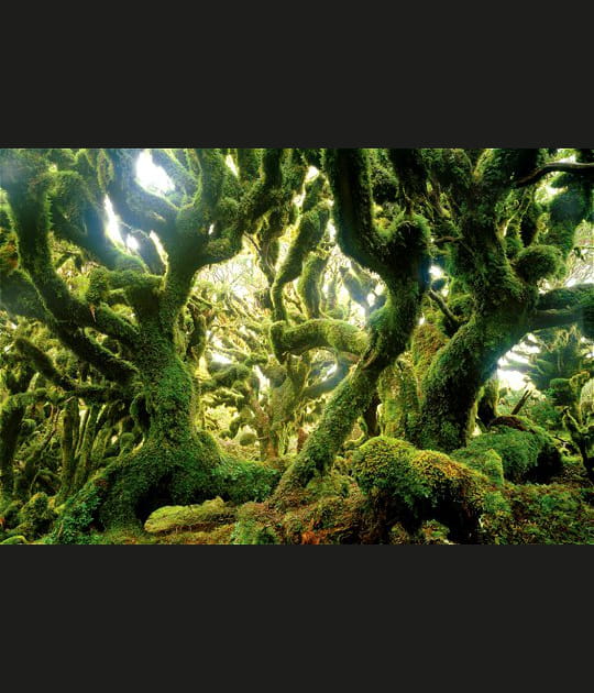 For&ecirc;t humide pr&egrave;s du sommet de Manuoha