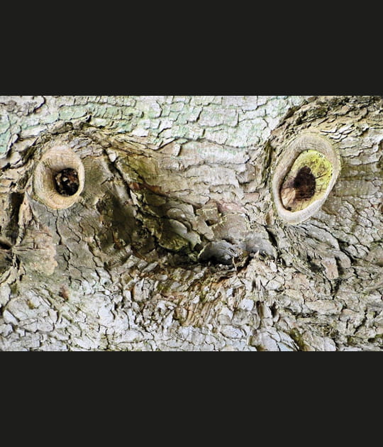 Regard