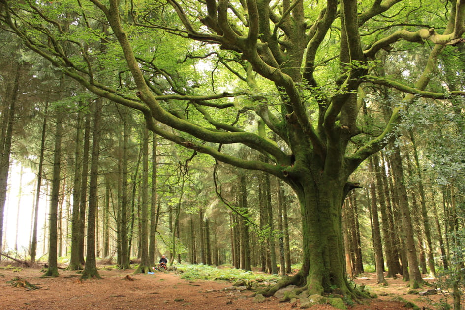 La myst&eacute;rieuse for&ecirc;t de Broc&eacute;liande