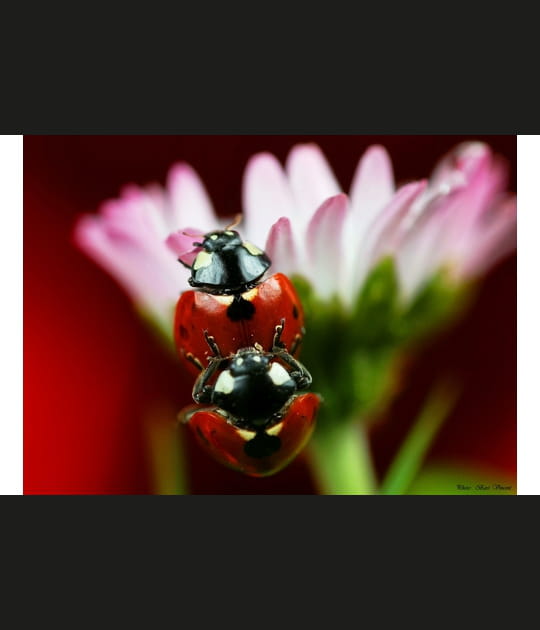Les coccinelles