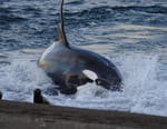 A l'école des baleines tueuses