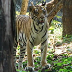tigre inde gie blandin