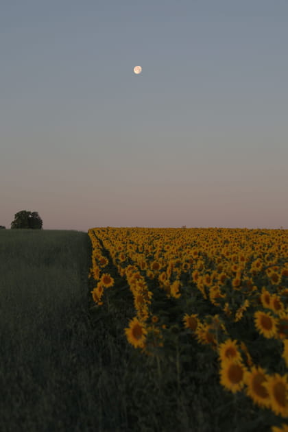 Pourquoi la guerre en Ukraine a-t-elle un tel impact sur la fourniture en huile de tournesol&nbsp;?