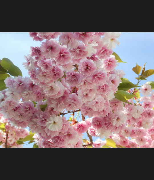 Cerisier en fleurs