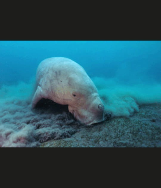 Le dugong
