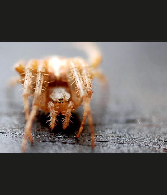 Quand l'araign&eacute;e pose