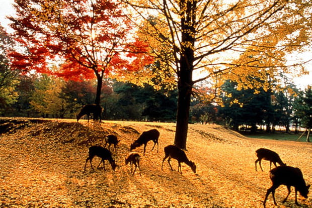 Les cerfs sacrés de Nara