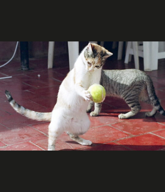 Tenniscat