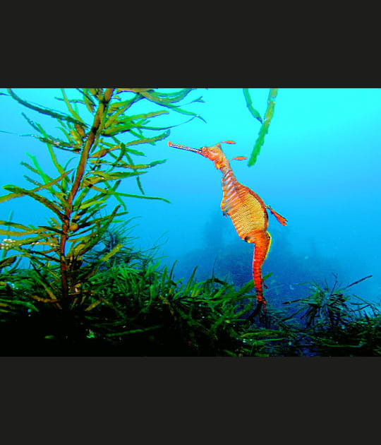 Au milieu des algues