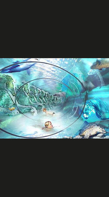 Approcher les animaux marins...