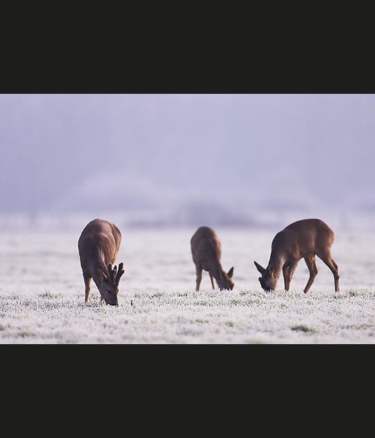 Patience de l'approche